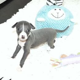 Tiffany Male 1 - Blue male Italian Greyhound puppy in Sparta Tn And Caryville Fl, Tennessee from Summerwind Kennel