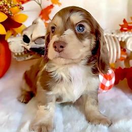Smores(3500 AKC pet) - Dapple male Dachshund puppy in Augusta, Arkansas from Savvy-Dee's Dachshunds
