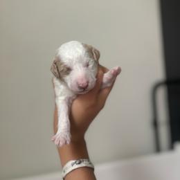 Zeus - Parti male Goldendoodle puppy in Noblesville, Indiana from R and H Doodles