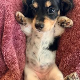 Panda - Piebald female Dachshund puppy in Lake Dallas, Texas from 2L Dachshunds