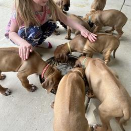 Rhodesian Ridgeback Puppies from Alta Ridgebacks