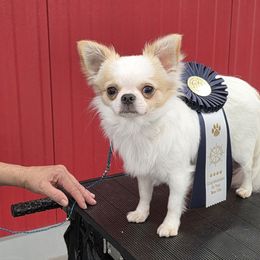 Chihuahua Puppies from Lisa's Starlit Chihuahas