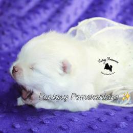 Ophelia - White female Pomeranian puppy in Anna, Texas from Fantasy Pomeranians & Fantasy Aussies