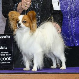 Papillon All Grown Up from Disyre Papillons