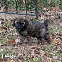 Dess - Black and tan female Cockapoo puppy in Sunset, Louisiana from Cano Cockapoos