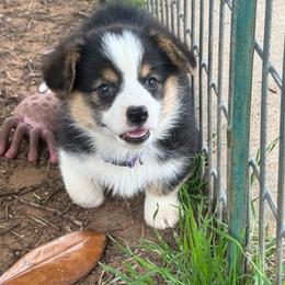 Pepper - Black and tan female Pembroke Welsh Corgi puppy in Millsap, Texas from Punchy Pembroke Ranch