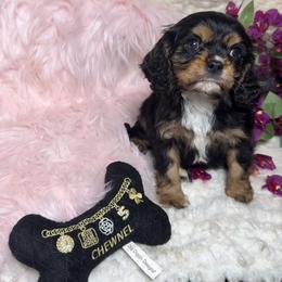 Coal - Black and tan male Cavalier King Charles Spaniel puppy in Conway, Missouri from Jordan  Harrison