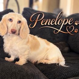 Pen - Dachshund