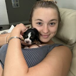 Australian Shepherd and Miniature Australian Shepherd Puppies from KMooreAussies