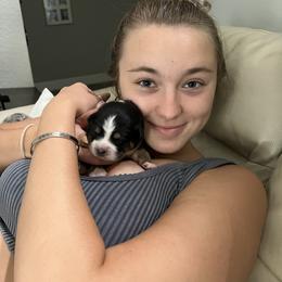 Australian Shepherd and Miniature Australian Shepherd Puppies from KMooreAussies