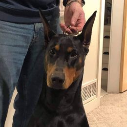 Eli - Doberman Pinscher