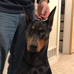 Eli - Doberman Pinscher