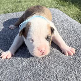 Cheddar - Red brindle male American Staffordshire Terrier puppy in Franklin County, Vermont from Explicit Amstaffs Of New England