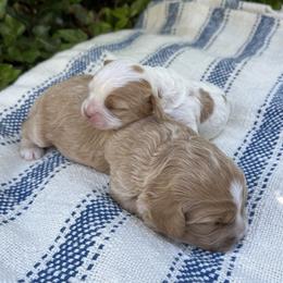 Cavapoo puppies from Carolina Cavapoos