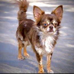 Chihuahua puppies from Exotic City Pomeranians and chihuahuas