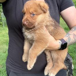 Liver Sable Female 2 - Sable female German Shepherd puppy in Tafton, Pennsylvania from Pocono GSD