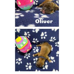 Oliver - Red gold male Lhasa Apso puppy in Cincinnati, Ohio from Shangri-La Lhasa Apsos