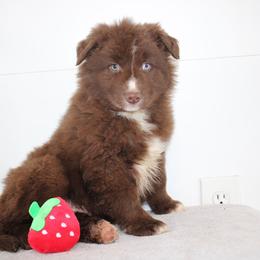 Victor - Red & white male Australian Shepherd puppy in Honey Brook, Pennsylvania from New Adventures Puppies