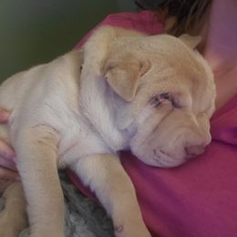 Wildstar - Lilac dilute female Chinese Shar-Pei puppy in Ste. Marie, Illinois from JoShel’s Silver Lined Wrinkles and Tails