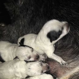 Australian Cattle Dog Puppies from LoveAHeeler