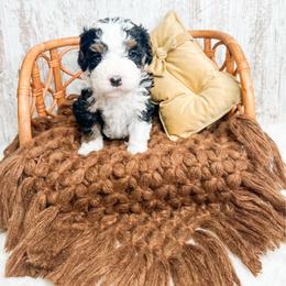 Bart - Tri-color male Bernedoodle puppy in Otisville, Michigan from Danie’s Darling Doodles LLC