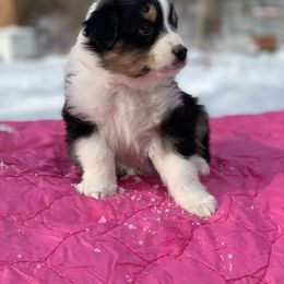 Australian Shepherd Puppies from Juno Homestead Aussies