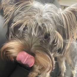 Yorkshire Terriers from Yorkshire Terrier Puppies at Logan Ranch