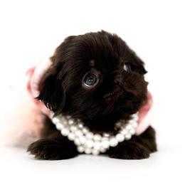 Delilah - Liver female Shih Tzu puppy in League City, Texas from Divine Pups