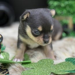 Five - Black and tan female Chihuahua puppy in Lee Center, New York from Alfheim-Andromeda Chihuahua's (A &A's)