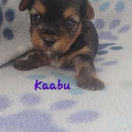 Kaabu - Black and tan male Yorkshire Terrier puppy in Springville, Utah from Lundberg Yorkies