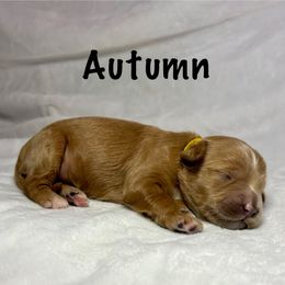 Autumn - Apricot female Goldendoodle puppy in Pleasant Prairie, Wisconsin from Prairie Doodle Dogs