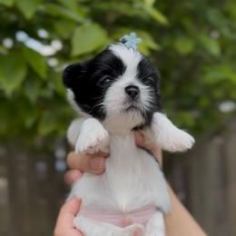 Dewy Aphid - Black and white male Shih Tzu puppy in Cedar Hill, Texas from Puppy Paper House