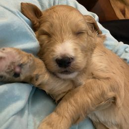 Goldendoodle and Yorkshire Terrier Puppies from Pups of the Lowcountry