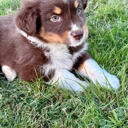 Hallow - Red tri-color female Australian Shepherd puppy in Otis, Oregon from Heritage Hill Aussies