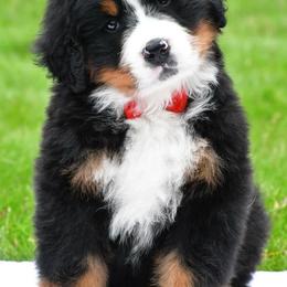 Ranger - Black rust and white male Bernese Mountain Dog puppy in Millersburg, California from Smith Farms and Kennels