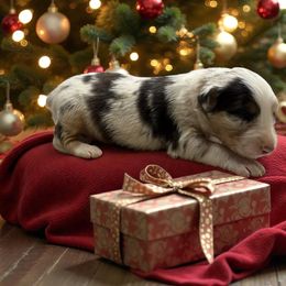 Woodrow - Red merle male Australian Shepherd puppy in Statesville, North Carolina from Charming Australian Shepherds