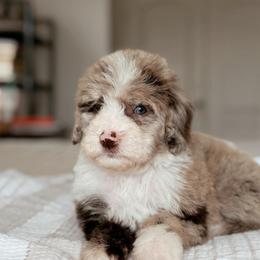Nori - Chocolate merle female Bernedoodle puppy in Maricopa, Arizona from Desert Ridge Doodles