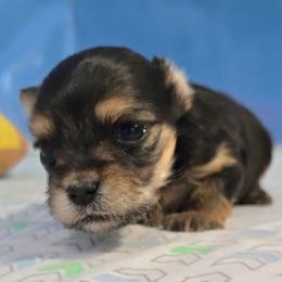 Thelma.Mona - Black & tan tri-color female Morkie puppy in Aurora, Missouri from KnJ Precious Paws LLC