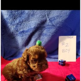 Not named - Chocolate and tan male Yorkshire Terrier puppy in Marion Station, Maryland from Anna's Yorkie Treasures