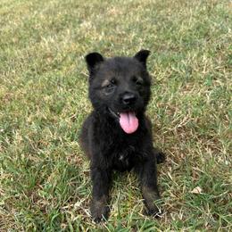Vader - Gray Collar Male - Sable male German Shepherd puppy in Milan, Illinois from Stonewick German Shepherds