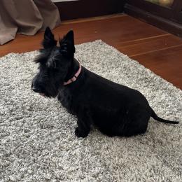 Maya - Scottish Terrier