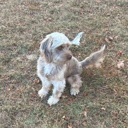 Alfredo Noel - Aussiedoodle