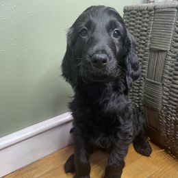 Goldendoodle Puppies from PNW Puppies