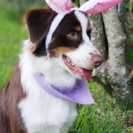 Maren - Australian Shepherd