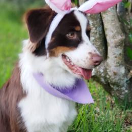 Maren - Australian Shepherd
