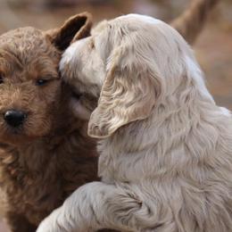 Australian Labradoodles and Goldendoodles from Family Labradoodles and Family Goldendoodles