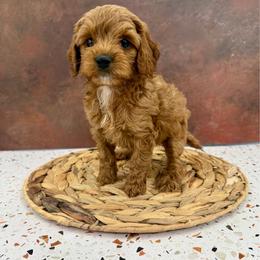 Meatball - Red and white male Cockapoo puppy in Beresford, South Dakota from DAKOTA DOOD RANCH