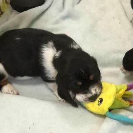 Basset Hound Puppies from Calabria Basset Hounds