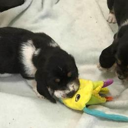 Basset Hound Puppies from Calabria Basset Hounds