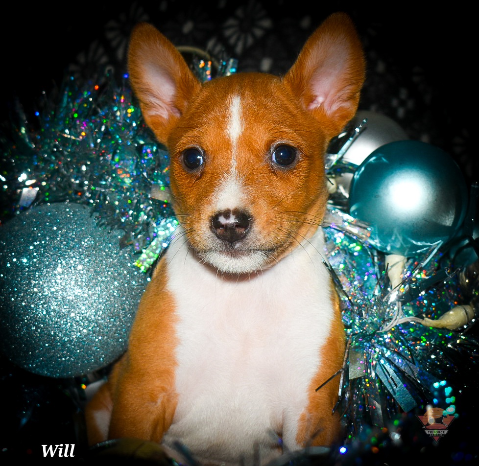 Will - Red and white male Basenji puppy in San Diego, California from Triforce Basenjis